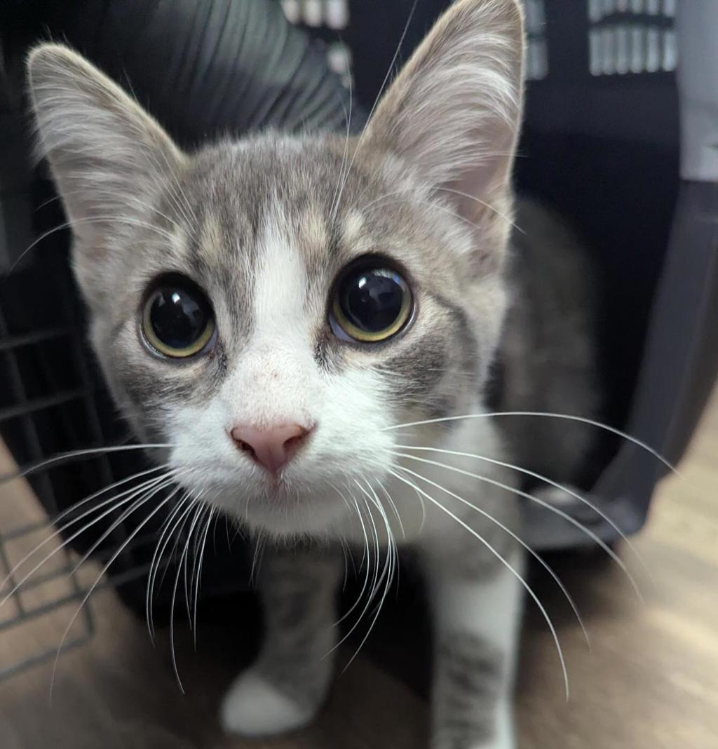 Shelter Stray Male Cat last seen Left on Gaines Street- Originally found in Mission Bay, San Diego, CA, 92109, 5500 Gaines St, San Diego, CA 92110, USA