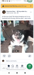 Found/Stray Male Dog last seen O'Hare tavern, grand Ave., Lake Elsinore, CA 92530