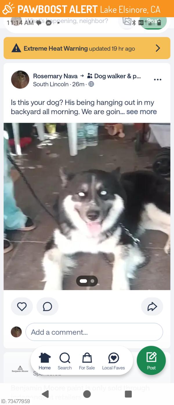 Found/Stray Male Dog last seen O'Hare tavern, grand Ave., Lake Elsinore, CA 92530