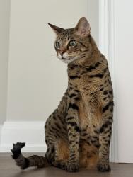 Lost Male Cat last seen Stonehaven, Newmarket, ON L3X 0K3