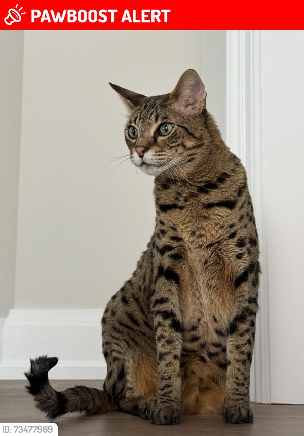 Lost Male Cat last seen Stonehaven, Newmarket, ON L3X 0K3