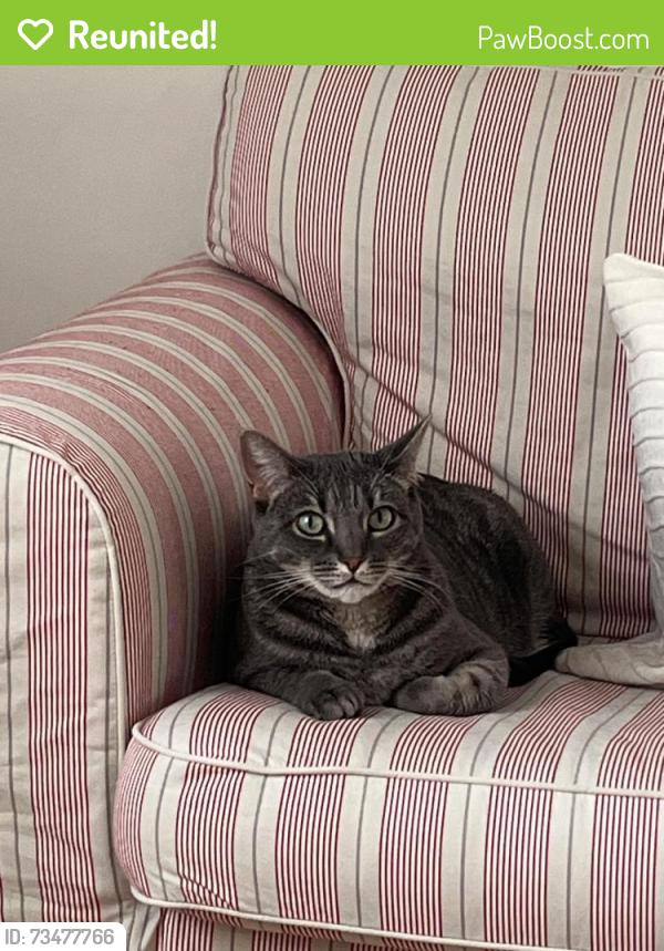 Reunited Female Cat last seen Near Davis Ave (apmt building), Rye, NY 10580
