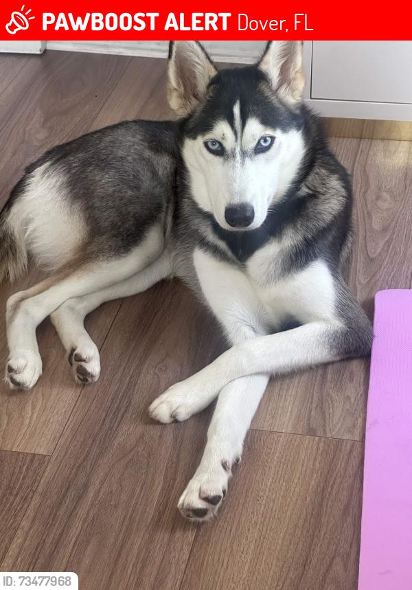 Lost Female Dog last seen Burger King, Dover, FL 33527