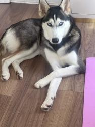 Lost Female Dog last seen Burger King, Dover, FL 33527