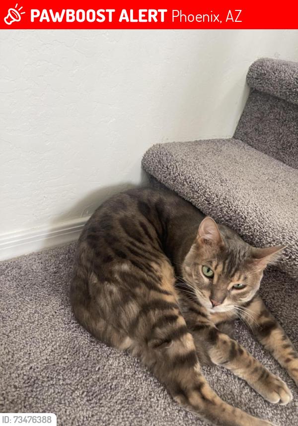 Lost Male Cat last seen North valley parkway/sonoran desert dr, Phoenix, AZ 85085