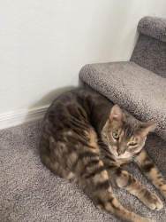 Lost Male Cat last seen North valley parkway/sonoran desert dr, Phoenix, AZ 85085