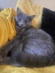 Lost Male Cat last seen Near spotted owl dr, Fort Worth, TX 76244