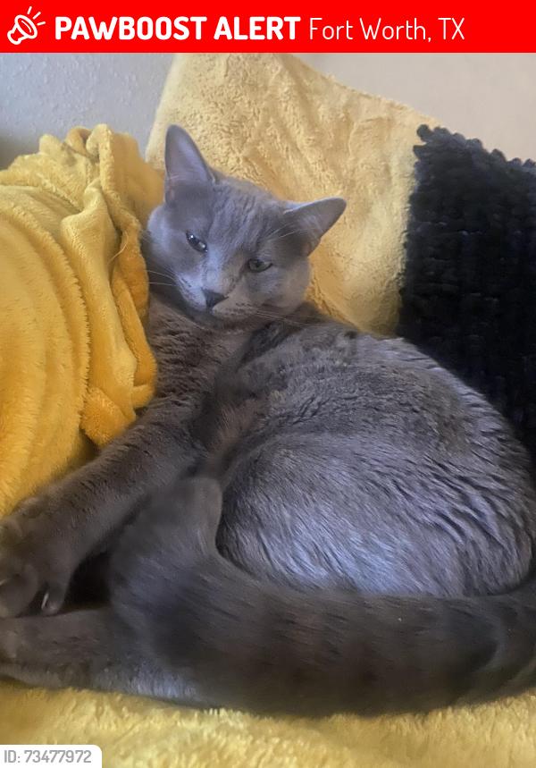 Lost Male Cat last seen Near spotted owl dr, Fort Worth, TX 76244