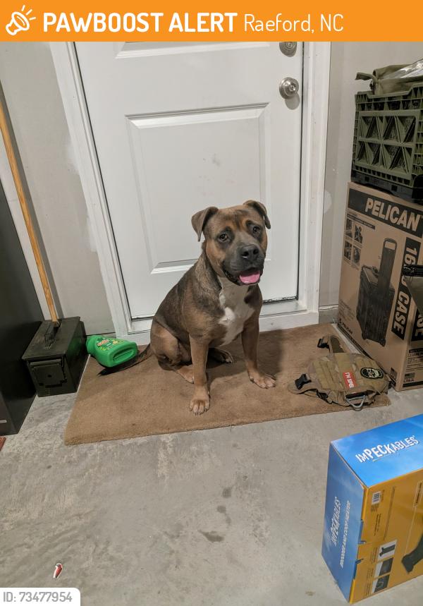 Found/Stray Female Dog last seen Alex Baker Rd and Vass Rd, Raeford, NC 28376
