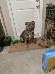 Found/Stray Female Dog last seen Alex Baker Rd and Vass Rd, Raeford, NC 28376