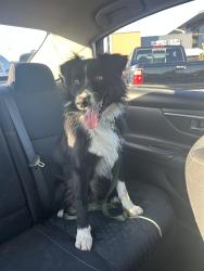 Lost Male Dog last seen 61st and Marty, Overland Park, KS 66202
