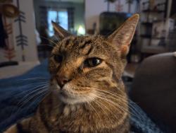 Lost Male Cat last seen 16th & High Ave, Topeka, KS 66604