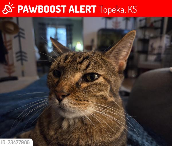 Lost Male Cat last seen 16th & High Ave, Topeka, KS 66604