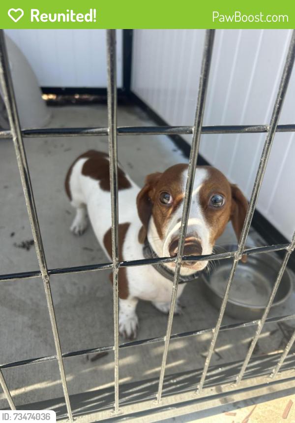 Reunited Male Dog last seen Flores sy, Seaside, CA 93955