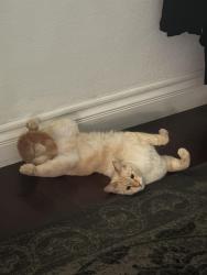 Reunited Male Cat last seen Maple street, Escondido, CA 92025