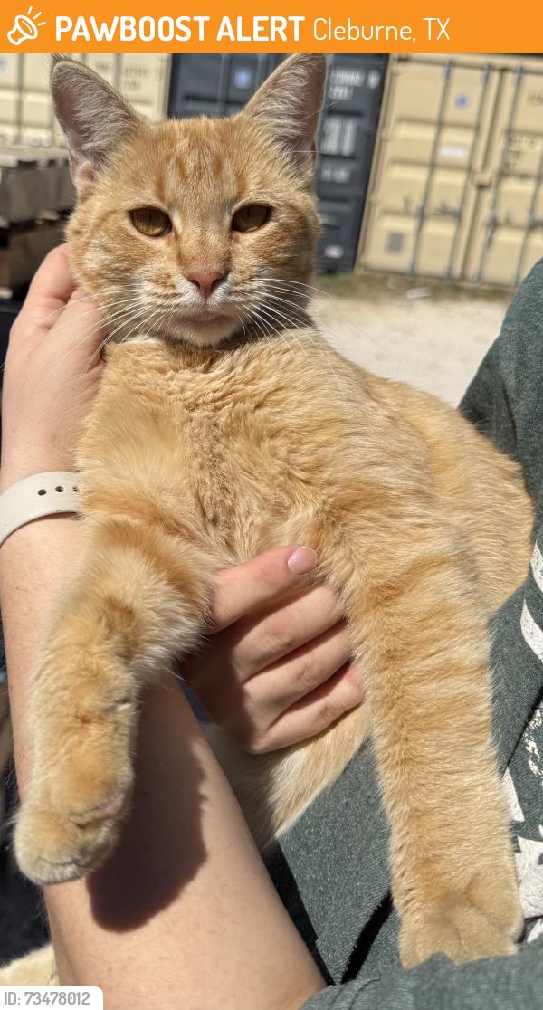Found/Stray Unknown Cat last seen Cleburne, Cleburne, TX 76031
