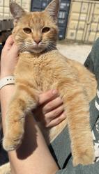 Found/Stray Unknown Cat last seen Cleburne, Cleburne, TX 76031