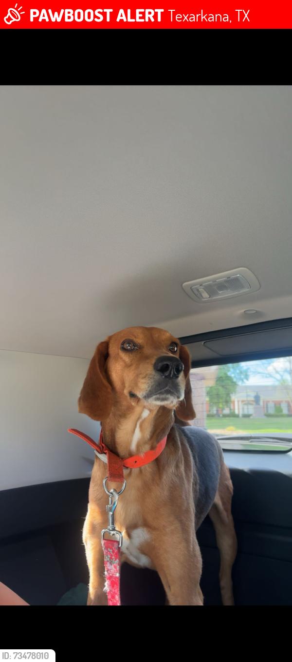 Lost Male Dog last seen West 27th and Magnolia st, Texarkana, TX 75503
