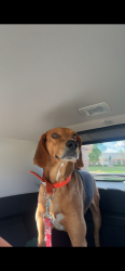 Lost Male Dog last seen West 27th and Magnolia st, Texarkana, TX 75503