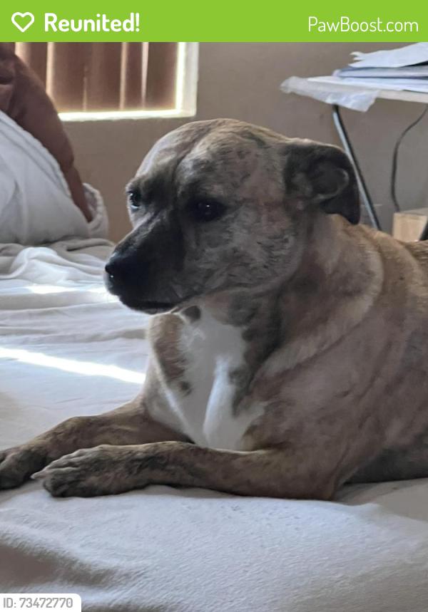 Reunited Female Dog last seen Near n toland ave West Covina 91790, West Covina, CA 91790