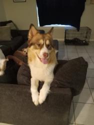 Lost Male Dog last seen Painted Meadows Subdivision, Texas City, TX 77568