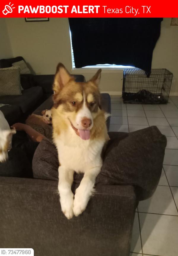 Lost Male Dog last seen Painted Meadows Subdivision, Texas City, TX 77568