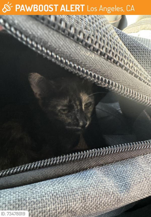 Found/Stray Unknown Cat last seen 109th and san pedro, Los Angeles, CA 90061