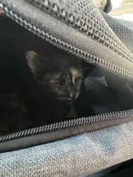 Found/Stray Unknown Cat last seen 109th and san pedro, Los Angeles, CA 90061
