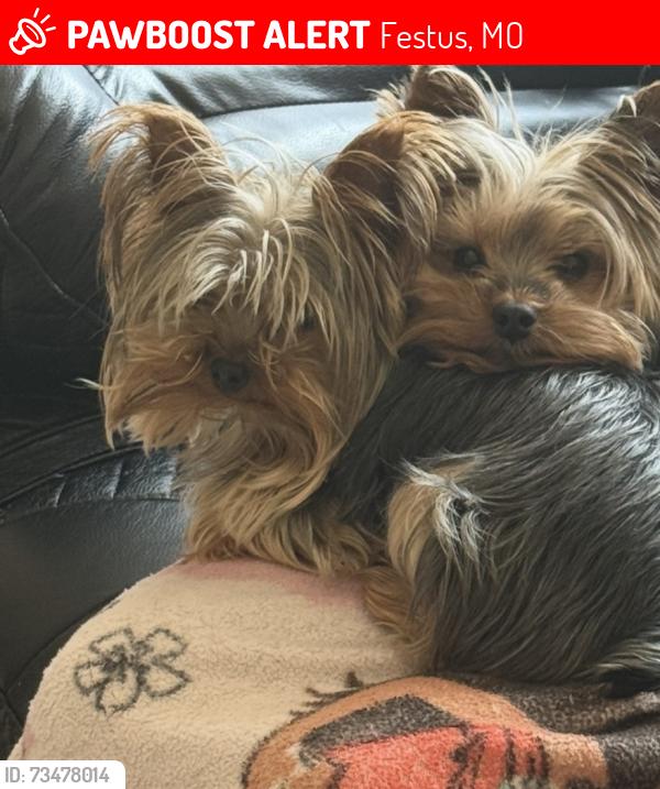 Lost Female Dog last seen Near Appomattox Rdg, Festus, MO 63028, Festus, MO 63028