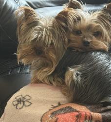 Lost Female Dog last seen Near Appomattox Rdg, Festus, MO 63028, Festus, MO 63028