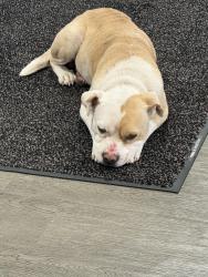 Found/Stray Male Dog last seen Parental Home and Beach, Jacksonville, FL 32216