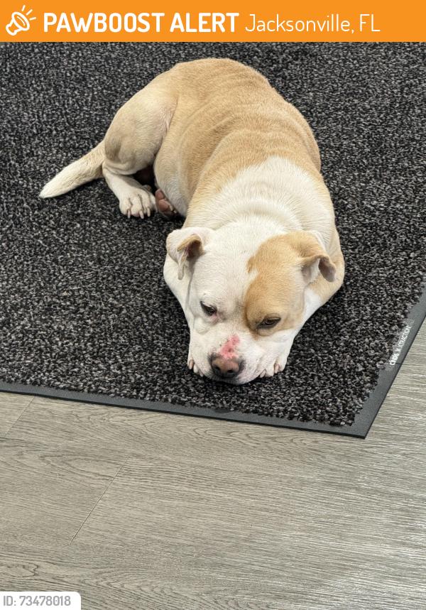 Found/Stray Male Dog last seen Parental Home and Beach, Jacksonville, FL 32216