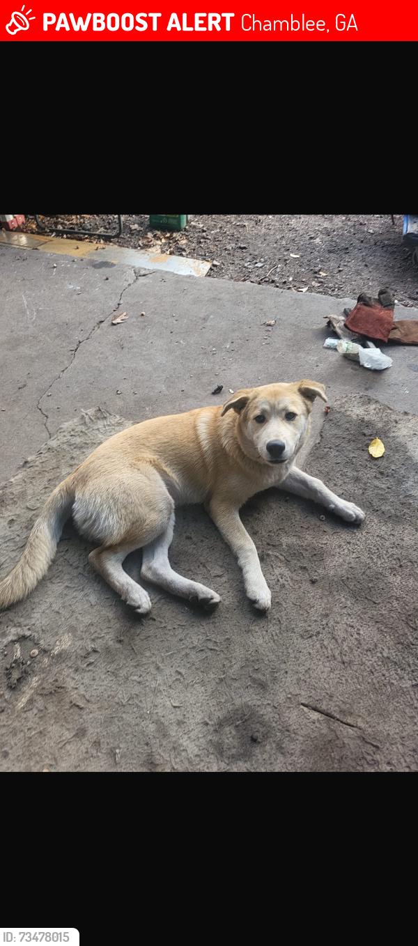 Lost Male Dog last seen Near Lawson way, Chamblee, GA 30341