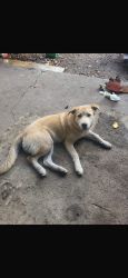 Lost Male Dog last seen Near Lawson way, Chamblee, GA 30341