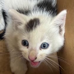 Shelter Stray Male Cat last seen , 361 S Raymond Ave, Pasadena, CA 91105, USA