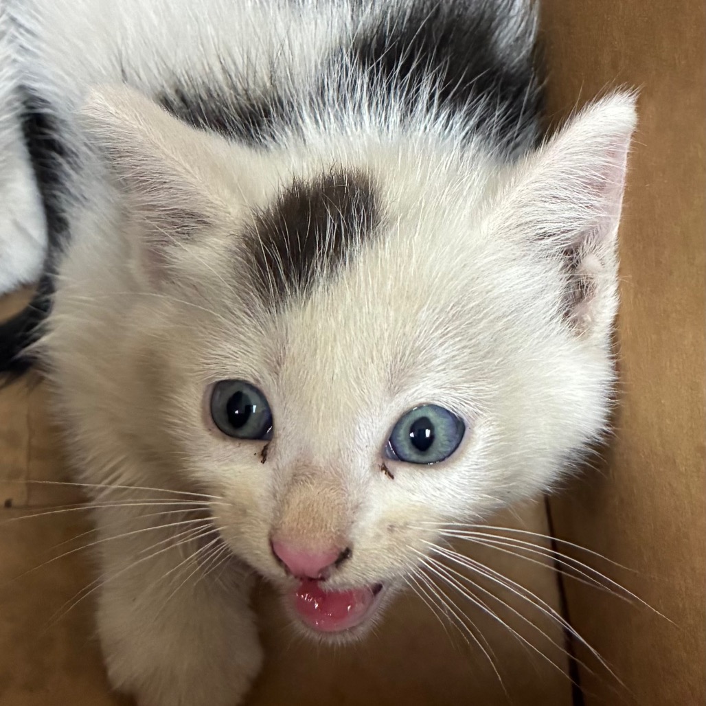 Shelter Stray Male Cat last seen , 361 S Raymond Ave, Pasadena, CA 91105, USA