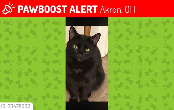 Lost Male Cat last seen Near Springfield highschool, canton rd and sanitarium rd, Akron, OH 44312