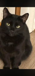 Lost Male Cat last seen Near Springfield highschool, canton rd and sanitarium rd, Akron, OH 44312