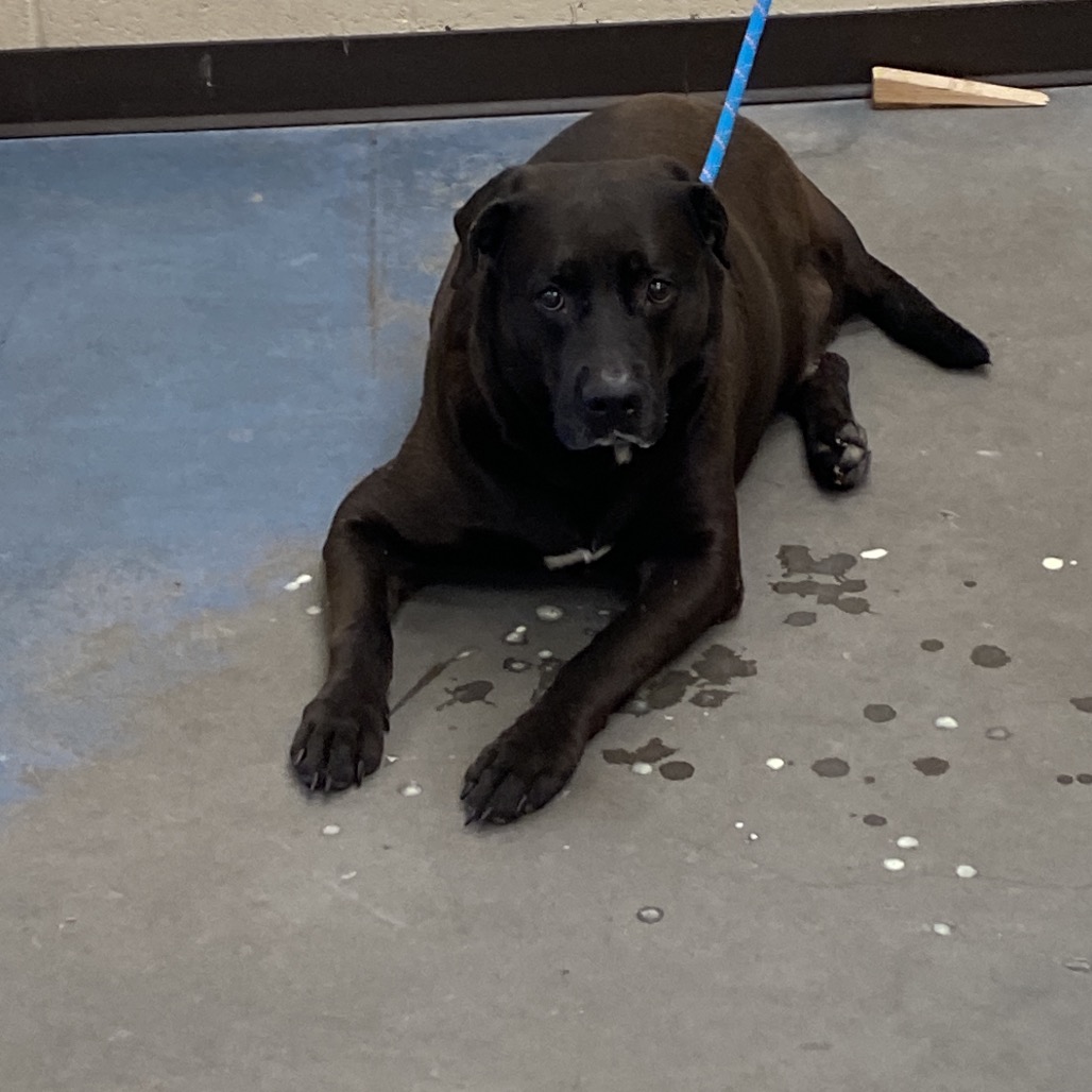Shelter Stray Male Dog last seen , 2350 Appling City Cove, Memphis, TN 38133, USA