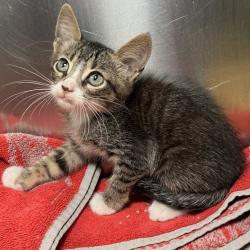 Shelter Stray Male Cat last seen , 4575 E Mesquite Ave, Palm Springs, CA 92264, USA