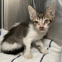 Shelter Stray Male Cat last seen , 4575 E Mesquite Ave, Palm Springs, CA 92264, USA