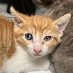 Shelter Stray Female Cat last seen , 4575 E Mesquite Ave, Palm Springs, CA 92264, USA