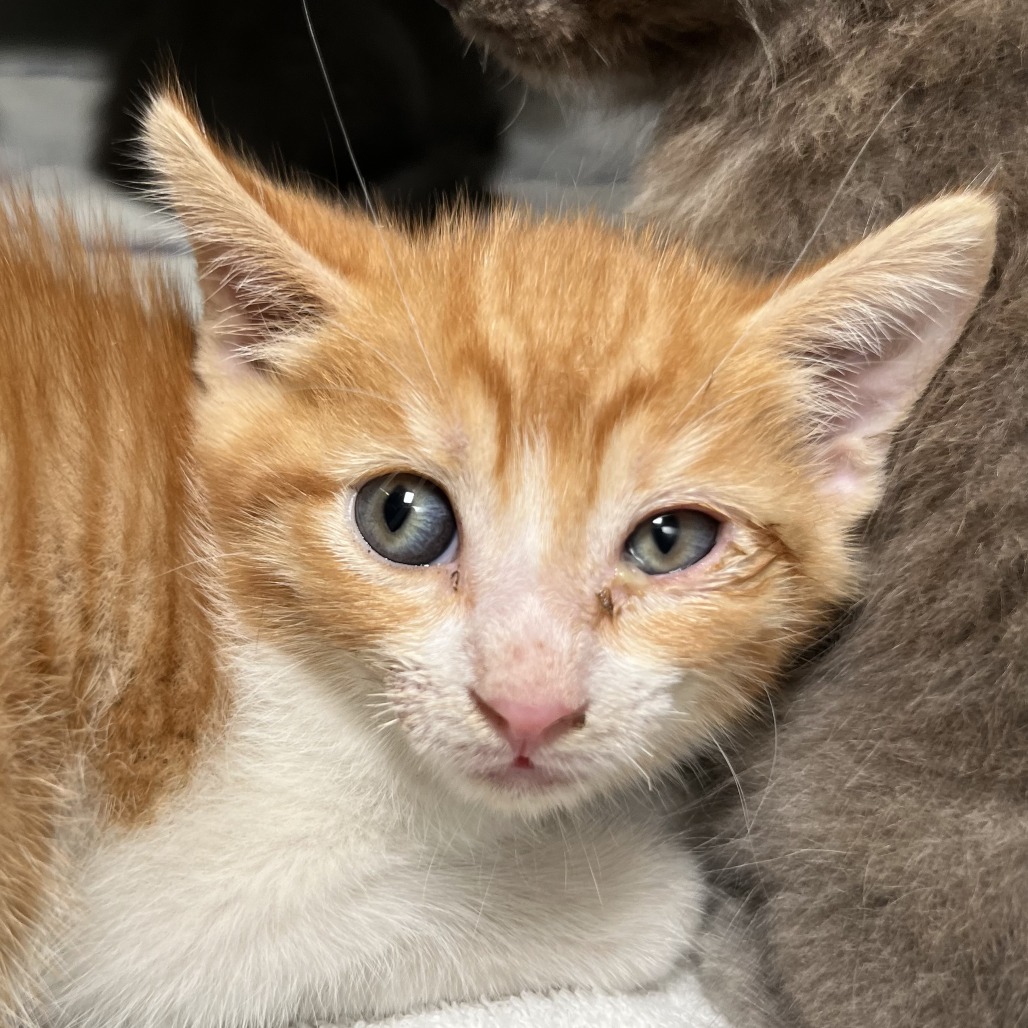 Shelter Stray Female Cat last seen , 4575 E Mesquite Ave, Palm Springs, CA 92264, USA