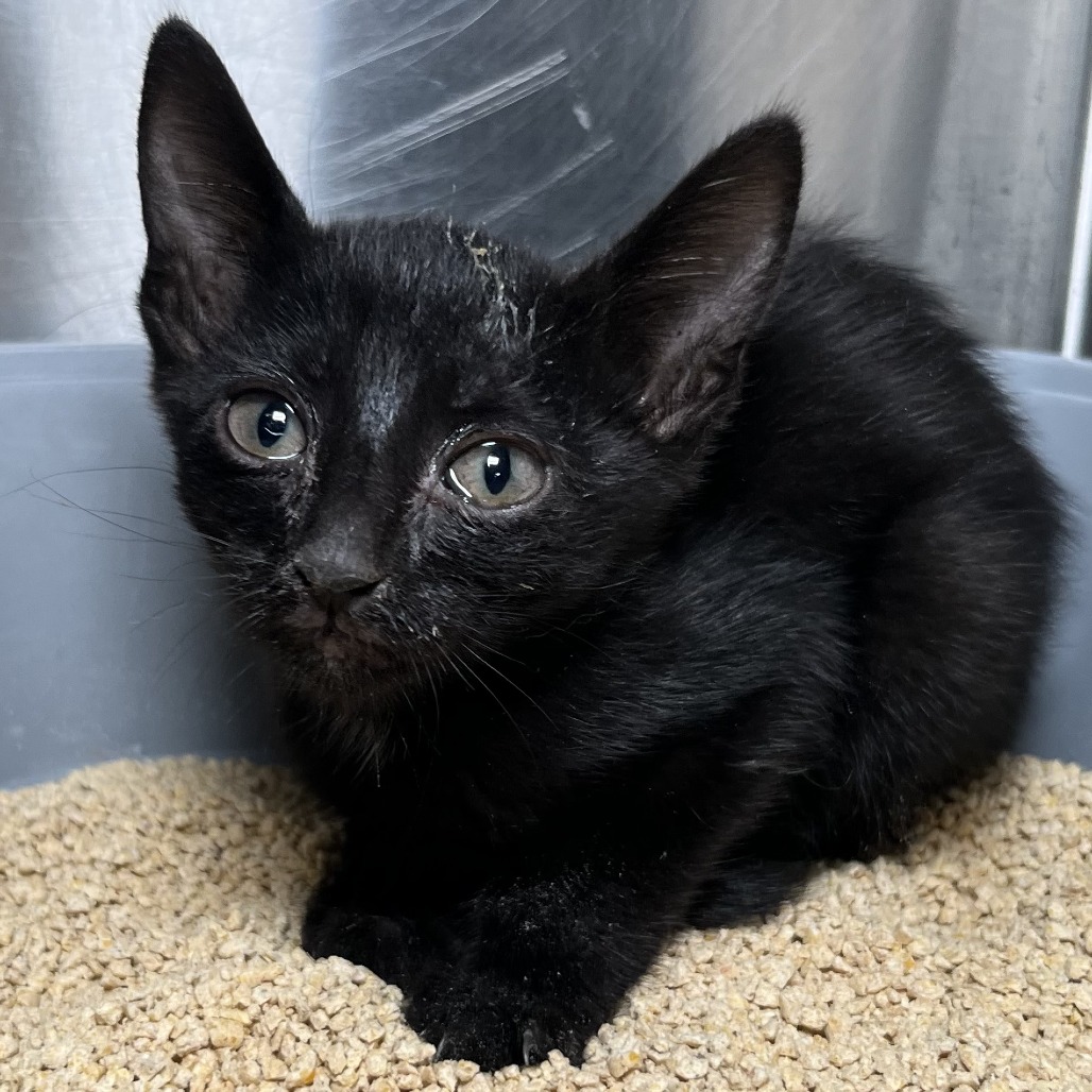 Shelter Stray Female Cat last seen , 4575 E Mesquite Ave, Palm Springs, CA 92264, USA