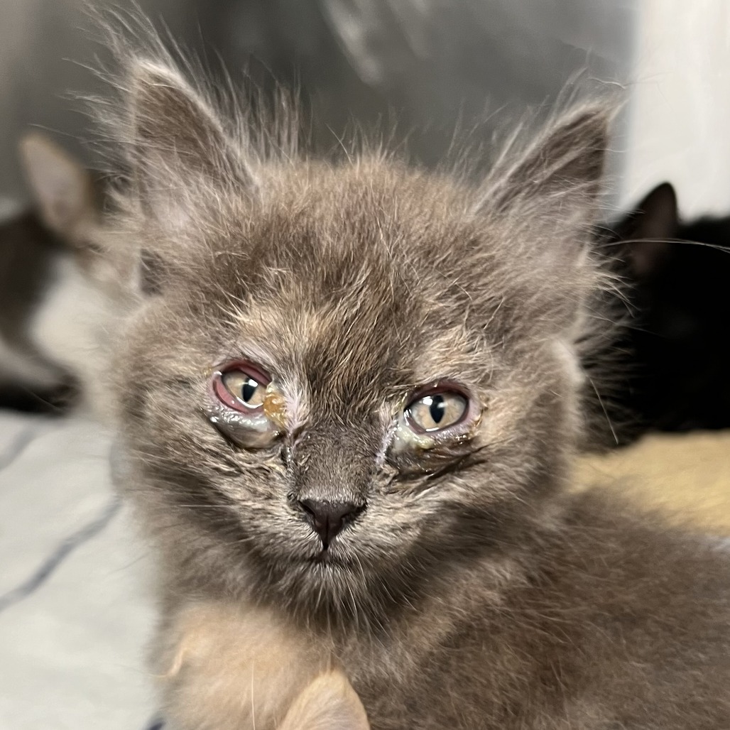 Shelter Stray Female Cat last seen , 4575 E Mesquite Ave, Palm Springs, CA 92264, USA