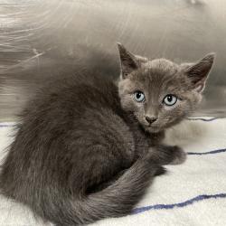 Shelter Stray Male Cat last seen , 4575 E Mesquite Ave, Palm Springs, CA 92264, USA