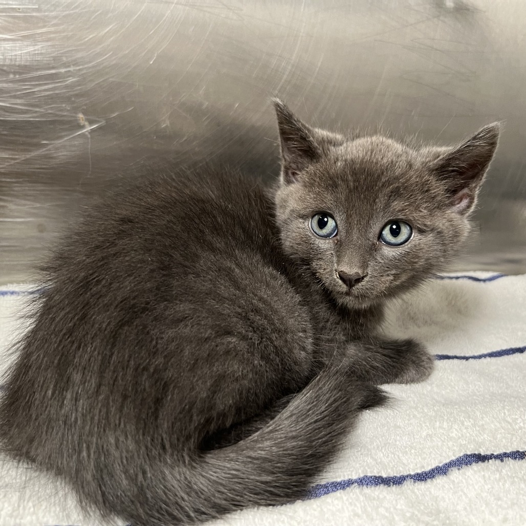 Shelter Stray Male Cat last seen , 4575 E Mesquite Ave, Palm Springs, CA 92264, USA
