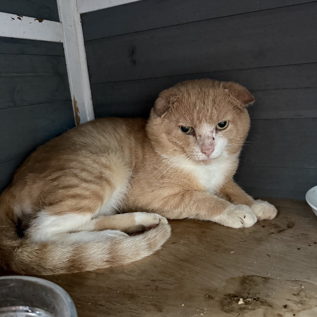Shelter Stray Male Cat last seen , 8020 Washington St, Port Richey, FL 34668, USA