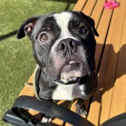 Shelter Stray Male Dog last seen , Animal Care & Control Team of Philly, 111 W Hunting Park Ave, Philadelphia, PA 19140, USA