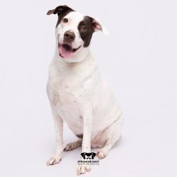 Shelter Stray Male Dog last seen , 3607 N Armenia Ave, Tampa, FL 33607, USA